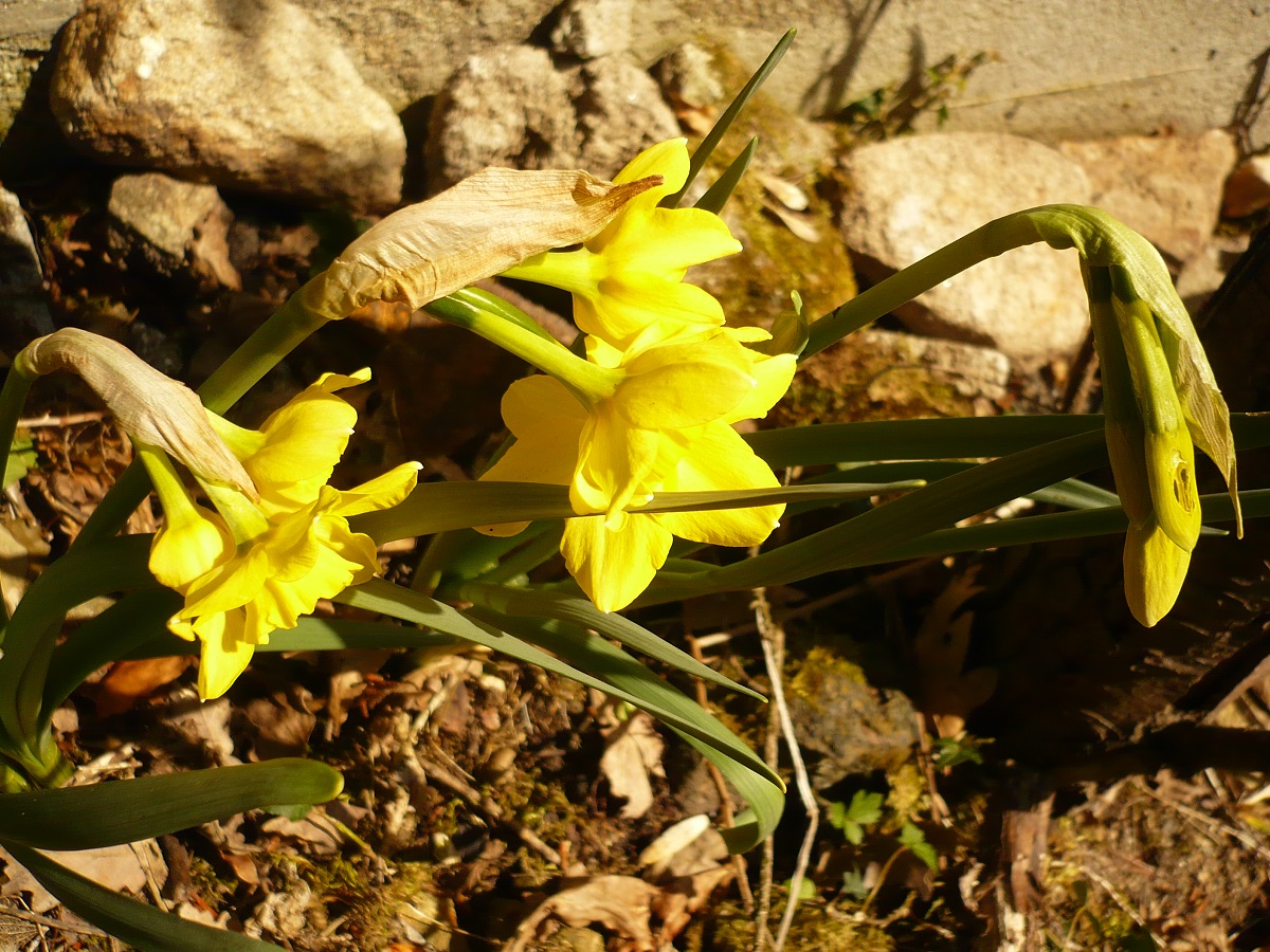 Narcissus x odorus (Amaryllidaceae)